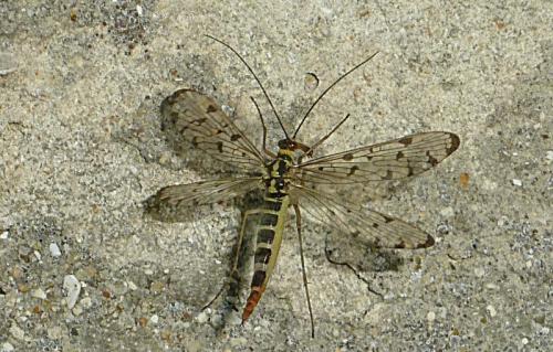 Panorpa germanica