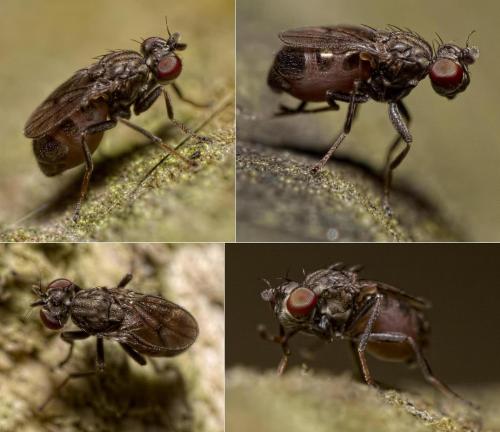 Philygria stenoptera