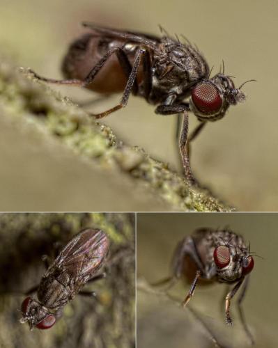 Philygria stenoptera