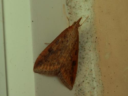 Réf. 112 094 : Udea ferrugalis
