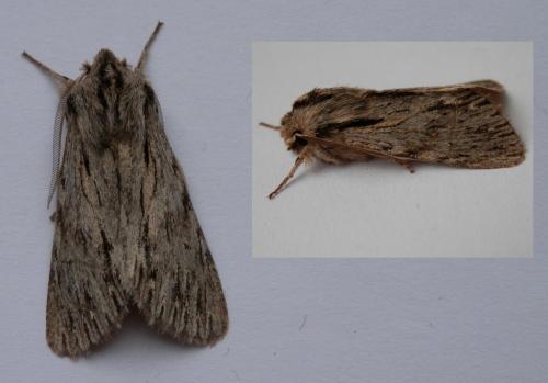 Réf. 112 091 : Asteroscopus sphinx