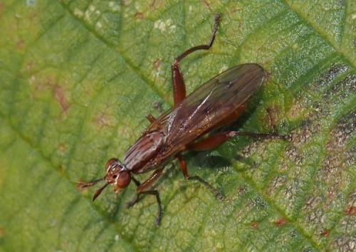 Réf. 112 083 : Sepedon spinipes