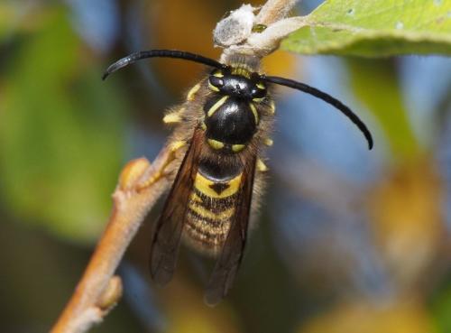 Réf. 112 464 : Vespula sp.
