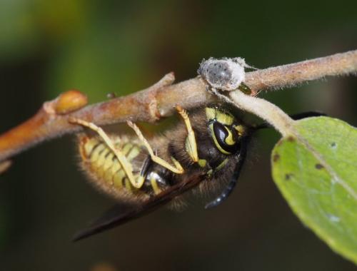 Réf. 112 367 : Vespula sp.