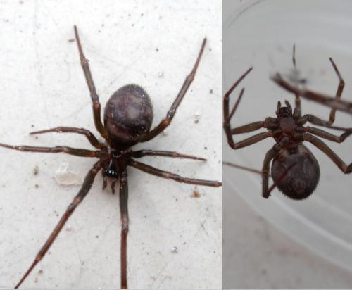 Steatoda grossa