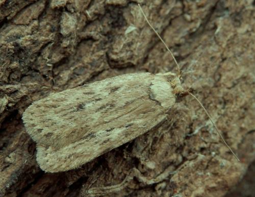 Réf. 112 349 : Depressaria radiella