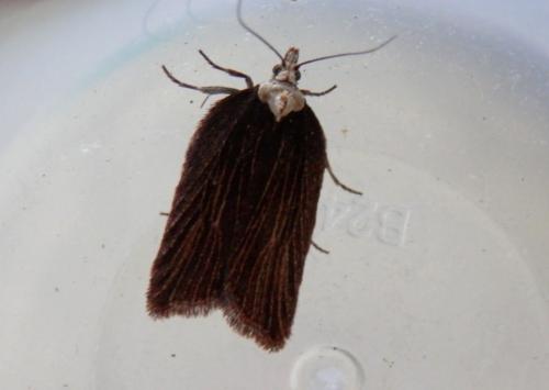 Acleris hastiana
