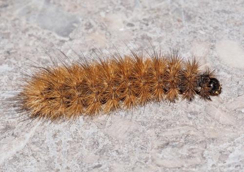 Phragmatobia fuliginosa