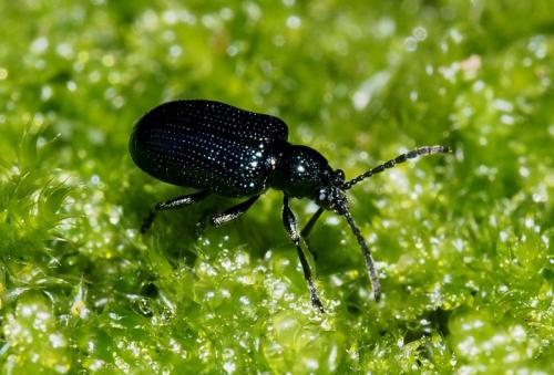 Réf. 112 886 : Oulema sp.