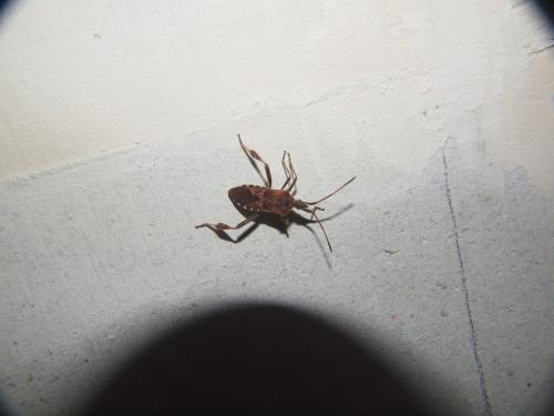 Leptoglossus occidentalis