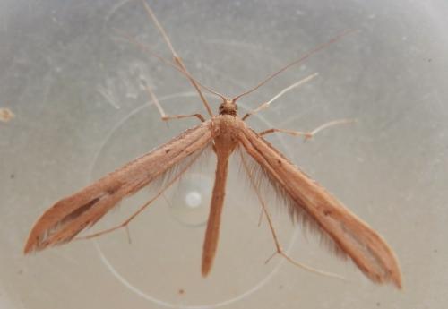 Emmelina monodactyla