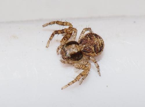 Xysticus sp.