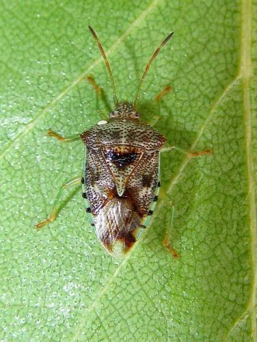 Elasmucha grisea grisea