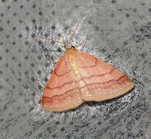 Réf. 112 506 : Scopula rubiginata