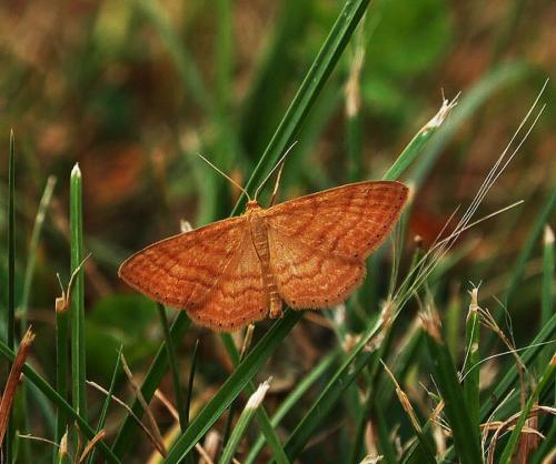 Réf. 112 548 : Idaea ochrata