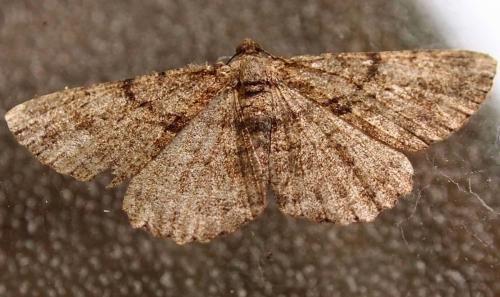 Réf. 112 522 : Peribatodes rhomboidaria