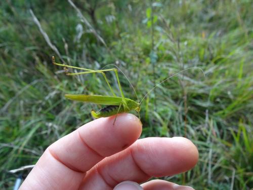 Phaneroptera falcata