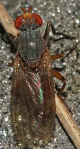 Réf. 112 511 : Pherbellia ventralis