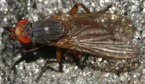 Réf. 112 512 : Pherbellia ventralis