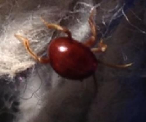 Gibbium sp.