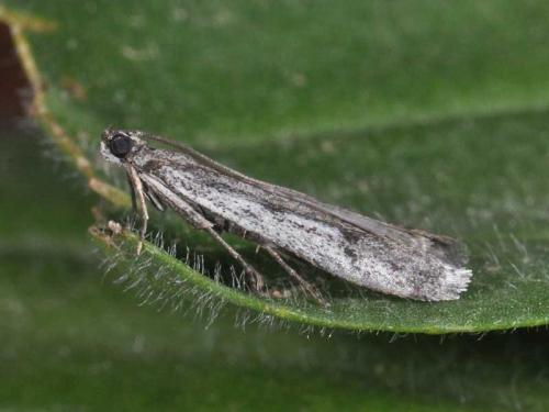 Phycitodes albatella