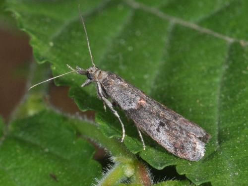 Réf. 112 157 : Acrobasis sp.