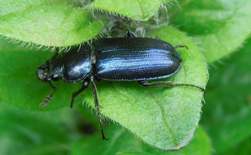 Platycerus caraboides