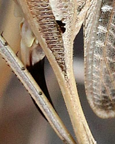 Platycleis affinis affinis