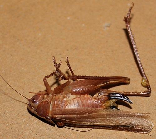 Platycleis sp.
