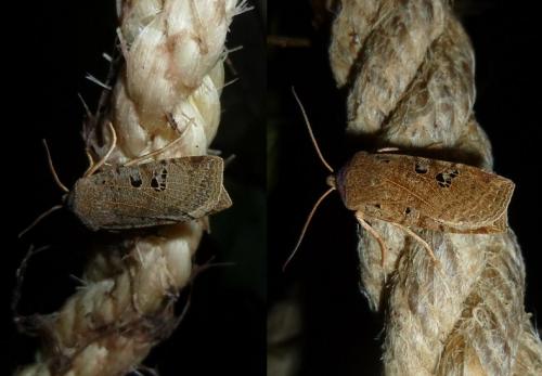 Réf. 112 807 : Conistra rubiginosa