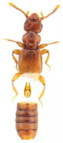 Réf. 112 425 : Plectophloeus rhenanus