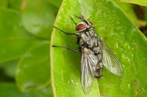 Compsilura concinnata