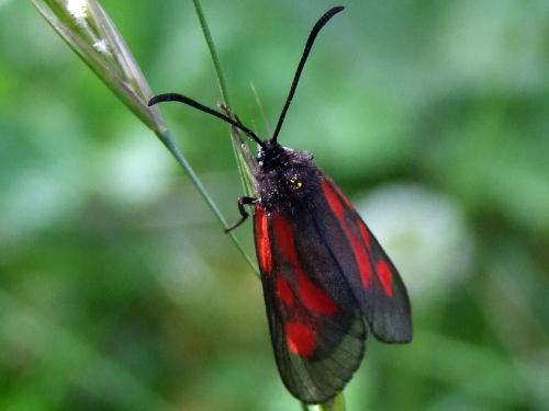 Zygaena romeo