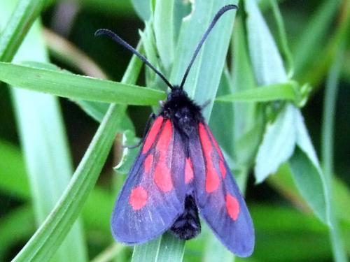 Zygaena romeo