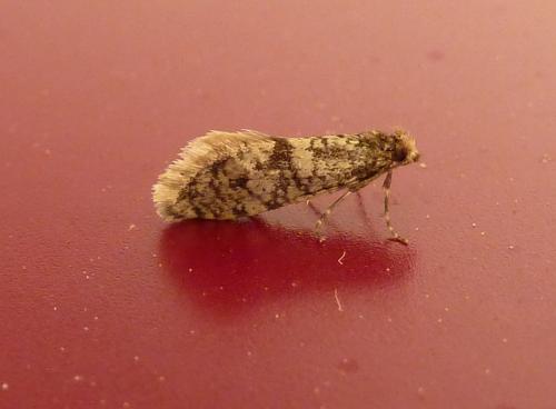Pseudobankesia gramatella