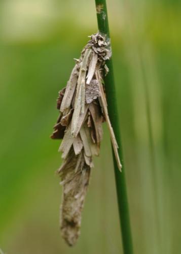 Oiketicinae