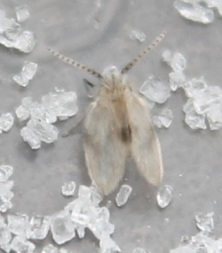 Psychoda surcoufi
