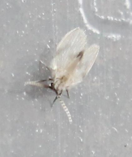 Psychoda surcoufi