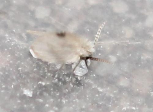 Psychoda surcoufi