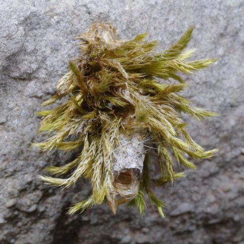 Réf. 112 353 : Ptilocephala albida