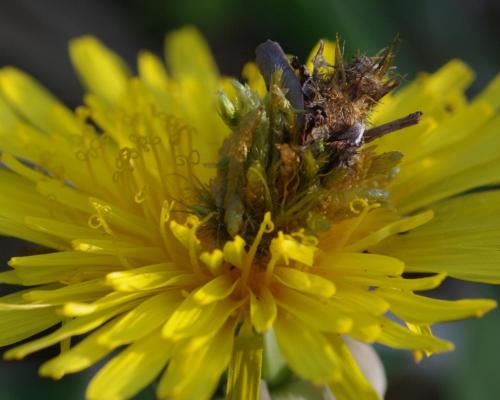 Réf. 112 352 : Ptilocephala albida