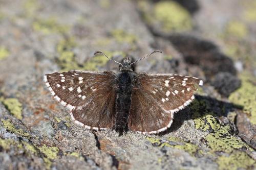 Pyrgus andromedae