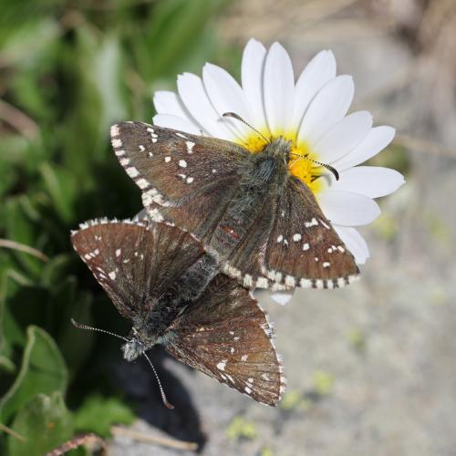 Réf. 112 649 : Pyrgus cacaliae