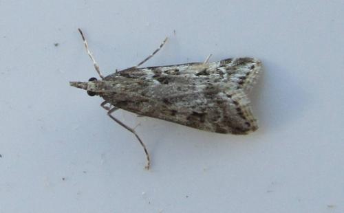 Réf. 112 350 : Eudonia angustea