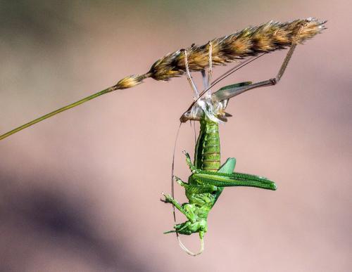 Tettigonia sp.