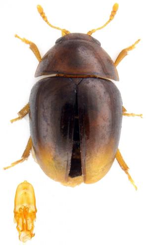 Réf. 112 775 : Stilbus testaceus