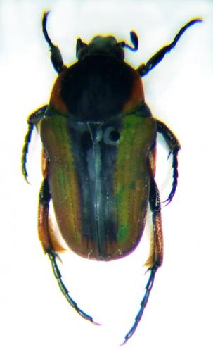 Leucocelis decellei