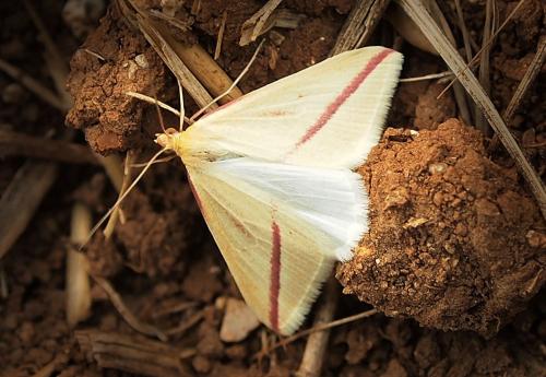 Rhodometra sacraria