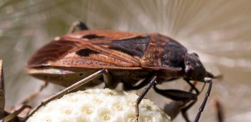 Réf. 112 205 : Rhyparochromus sp.
