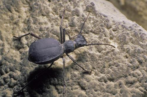 Réf. 112 978 : Leptoderis solieri